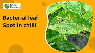 Bacterial leaf Spot In chilli  Information   Krishi Network [upl. by Ahsennod457]