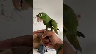 White eyed conure  freeflight whiteeyedconure sunconure nanday conure [upl. by Feenah461]