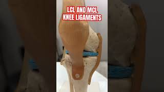 Knee ligament  orthopedics bestorthodoctor doctorabin [upl. by Akenet]