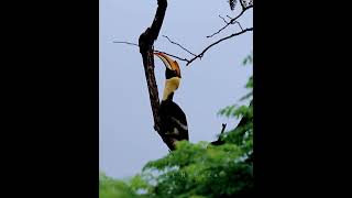 Hornbill calling GREAT HORNBILL CALL [upl. by Derinna]