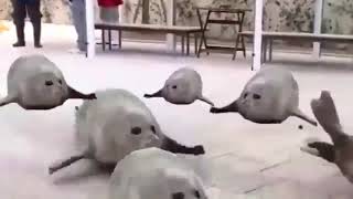 Bouncing seals 1 hour [upl. by Kessel]