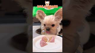 Dog Food Today 🐶 Part 17 dogfood cutedog mukbang dogvlog [upl. by Nastassia]