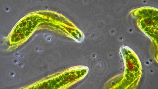 Euglena  Flagellum movement in phase contrast [upl. by Asquith]