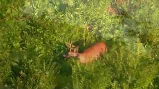 Rehbockjagd im Zillertal [upl. by Berti]