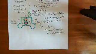 Clathrin Mediated Endocytosis and The Endocytic Pathway Part 2 [upl. by Immat58]