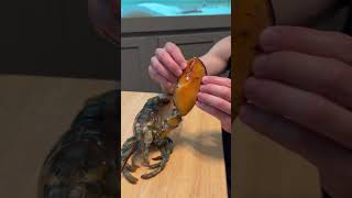 Pet LOBSTER 🦞 MOLTS For the first time🤯 [upl. by Brigham46]