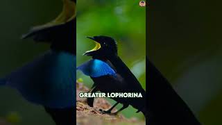 The most amazing bird greater lophorina [upl. by Eniagrom]