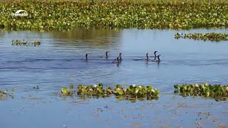 Estatuto do Pantanal é aprovado no Senado bioma bateu recordes de queimadas em junho de 2024 [upl. by Zoba]