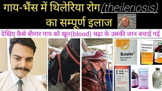 गाय  भैंस में थिलेरिया रोग का पूरा इलाज़treatment of theileriosis in cattle [upl. by Enomys760]