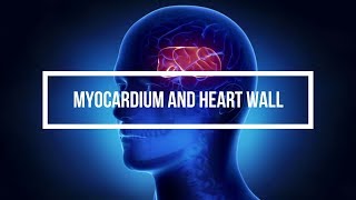 Myocardium and Heart Wall [upl. by Laenej]