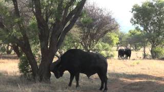 CAPE BUFFALO375 BARNES [upl. by Assital]