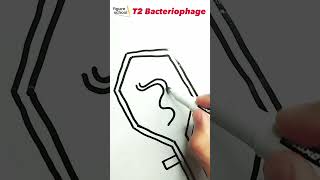 Shortcut drawing T2 Bacteriophage 😱😯 [upl. by Edaj]