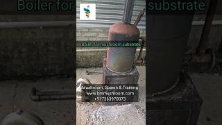 Mushroom Substrate Pasteurization Boiler Setup mushrooming mushroomcultivation [upl. by Sidnal579]