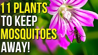 11 Plants To Keep Mosquitoes Away  Mosquito Repellent Plants [upl. by Tonry]