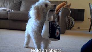 Miniature Poodle Tricks 4 [upl. by Fai]