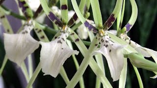 Brassia in bloom • Cold Hardy Orchids • Orchid ICU [upl. by Gerty303]