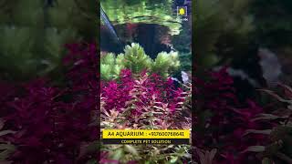 Limnophila belem variegata Aquascaping Aquarium Plants Available Best Aquarium Shop shorts viral [upl. by Pollock]