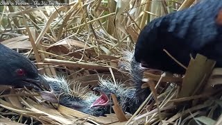 The baby birds are hungry the parents feed the baby birds [upl. by Nilauqcaj266]