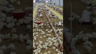 my poultry farm under EC house [upl. by Eanad]