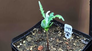 Banksia  How to germinate from seed and grow australian banksia [upl. by Grosz]