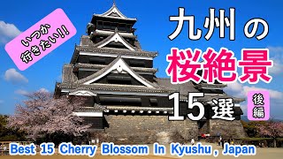 九州の桜絶景 ベスト15選（後編）  熊本城・人吉城・母智丘公園・曽木の滝など  Best 15 Cherry Blossom Sakura in Kyushu Japan Part 2 [upl. by Neehs]