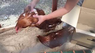 Unboxing HyLine Brown Chickens [upl. by Annaitsirhc]