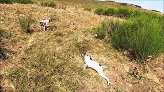 Formation à la chasse en montagne dune jeune Braque Français Episode 3 [upl. by Norita]