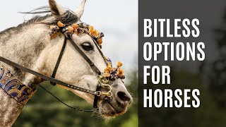 Bitless Bridle Options  Equestrian Education [upl. by Cacie964]