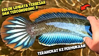 REKOR‼️RAJA Channa LIMBATA TERBESAR amp TERGONDRONG Terangkat ke Permukaan [upl. by O'Connor]