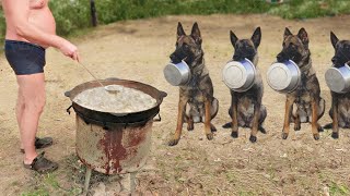 Belgian Malinois is the Smartest Dog Breed Ever [upl. by Anivas]