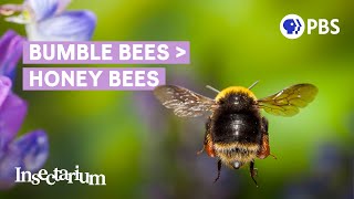 Why Bumble Bees Are the Fuzzy Heroes We Need [upl. by Ahtibbat]