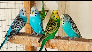 8 hr Help Quiet Parakeets Sing by Playing This Budgies Chirping Help Depressed lonely sad Birds [upl. by Nnad753]