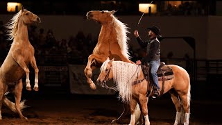 Dan James palomino performance at the Midwest Horse Fair 2023 [upl. by Burgwell]