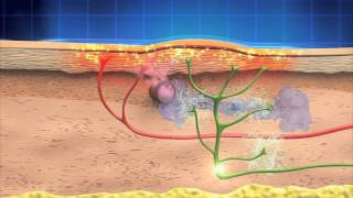 The Science Behind TriCalm® [upl. by Takeo380]