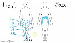 Anatomy  Dermatomes of the Lower Extremity [upl. by Ambler]