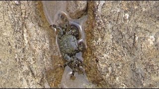 Pachygrapsus marmoratus  Rennkrabbe Marbled Crab [upl. by Micheal]