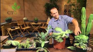 Propagating succulents pt 2Eric PedleyCentral Texas Gardener [upl. by Yrallih]