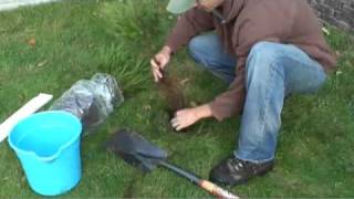 Evergreen Tree Planting Instructions [upl. by Jea]