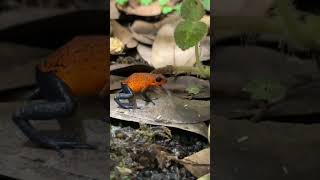 Blue Jeans Poison Dart Frog Eating Springtails Oophaga pumilio shorts [upl. by Amoakuh]