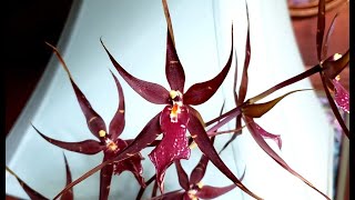 Eight Interesting Orchids [upl. by Velvet595]