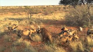 Wild dogs vs Warthog Not for sensitive viewers [upl. by Janerich]