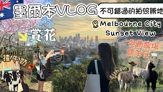 🇦🇺墨爾本VLOG免費農場餵羊仔🐏📍Eltham小鎮一日遊5坐小火車睇日落🌅Melbourne City Sunset View Point 推介‼️South Yarra 食西餐A25 [upl. by Desta582]