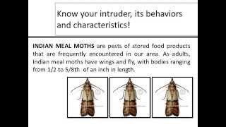 Fly Control How to get rid of Indian Meal Moth [upl. by Potash]