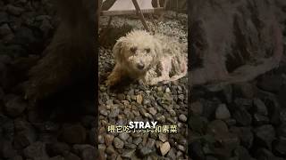 Stray Dog Snuck Inside Woman’s Hotel Room And Refused To Leave ❤️ dog animalshorts doglover [upl. by Draner]