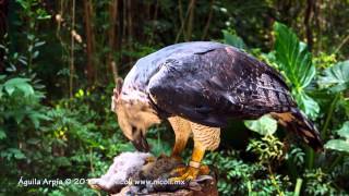 Águila Arpía  Harpy Eagle [upl. by Boorman]