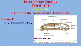 Phylum Nemertea Nemerteans Proboscis Worms [upl. by Gardie]