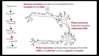 Reflex action OCR A ALevel Biology Revision 515 Animal Response [upl. by Trillbee]