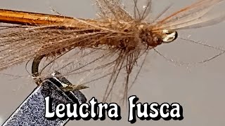 LEUCTRA FUSCA small flies [upl. by Kery]