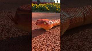 Remote Control Snake  Infrared RC Fake Naja Cobra Realistic Animal Prank Toy [upl. by Wichman]