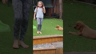 Adorable Cocker Spaniel Puppy  Barking For First Time shorts [upl. by Alena]